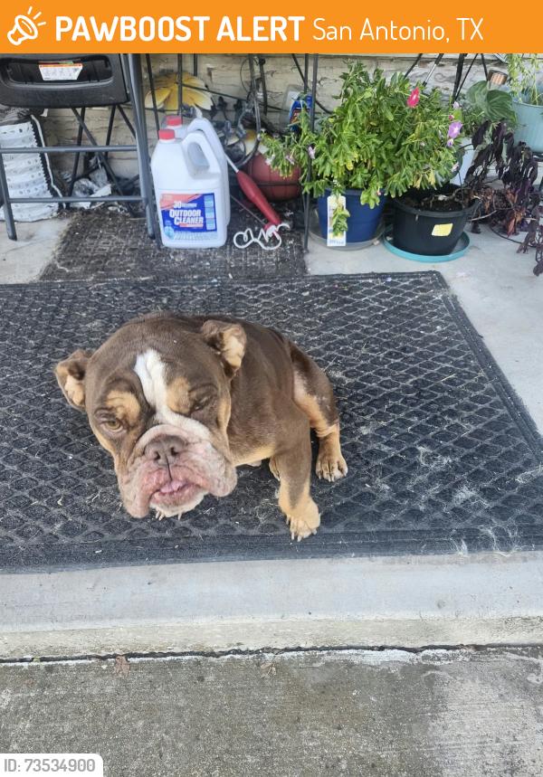 Found/Stray Female Dog last seen Quintana and southcross, San Antonio, TX 78211