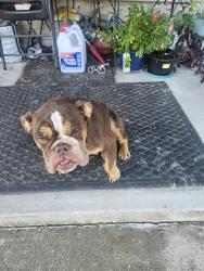 Found/Stray Female Dog last seen Quintana and southcross, San Antonio, TX 78211