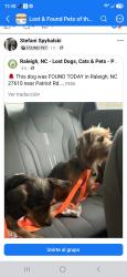 Lost Male Dog last seen Patriots dr, por las home móvil kingsboroug, Raleigh, NC 27610