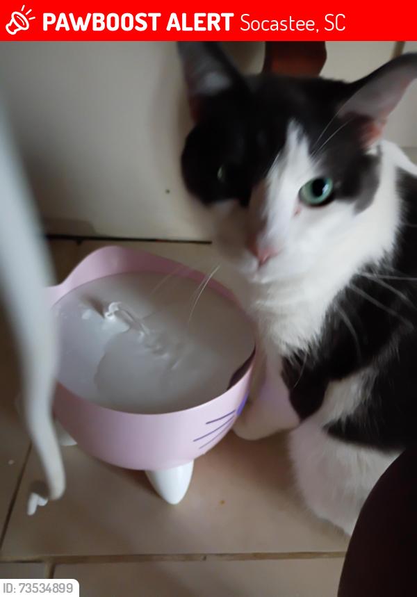Lost Male Cat last seen Socastee, Socastee, SC 29588