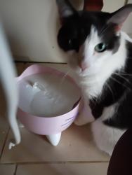 Lost Male Cat last seen Socastee, Socastee, SC 29588