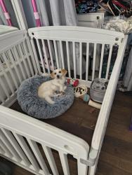 Lost Male Dog last seen El portal near the freeway, San Pablo, CA 94806
