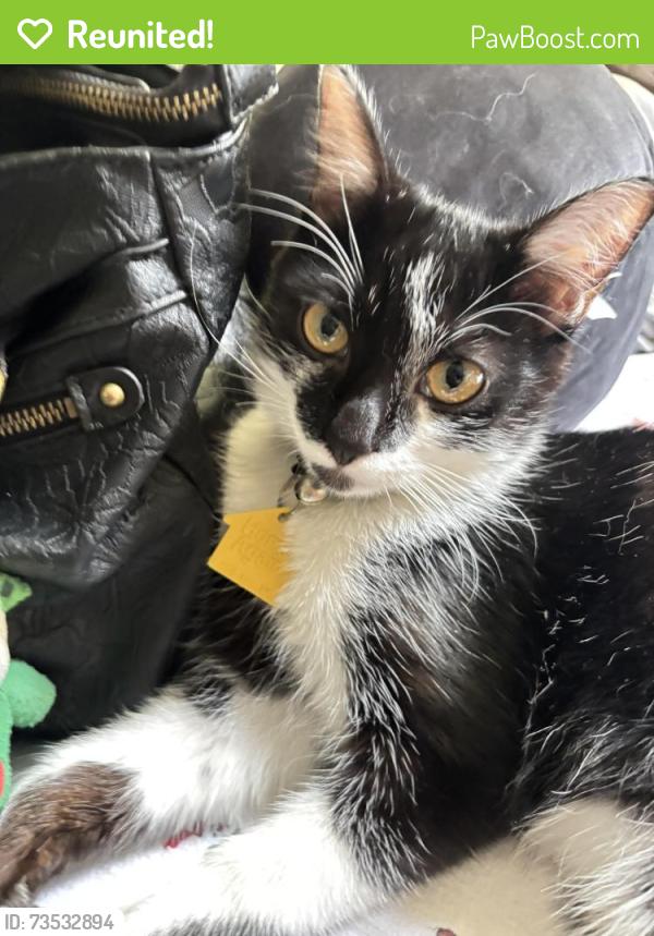 Reunited Male Cat last seen 6th street and r8, Palmdale, CA 93550