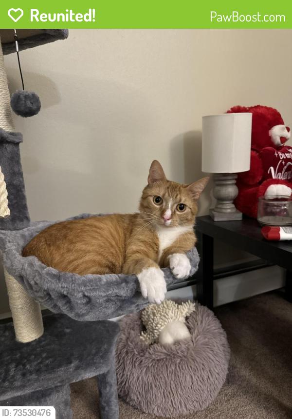 Reunited Male Cat last seen Fairwood Drive, Utica, NY 13502