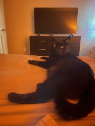 Reunited Male Cat last seen McPherson Blvd & Hulen 4409 Lugano Terrace, Fort Worth, TX 76036