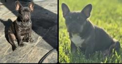 Reunited Unknown Dog last seen South Weslaco Tx Area, Weslaco, TX 78596