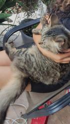 Lost Male Cat last seen 34th st, San Antonio, TX 78237