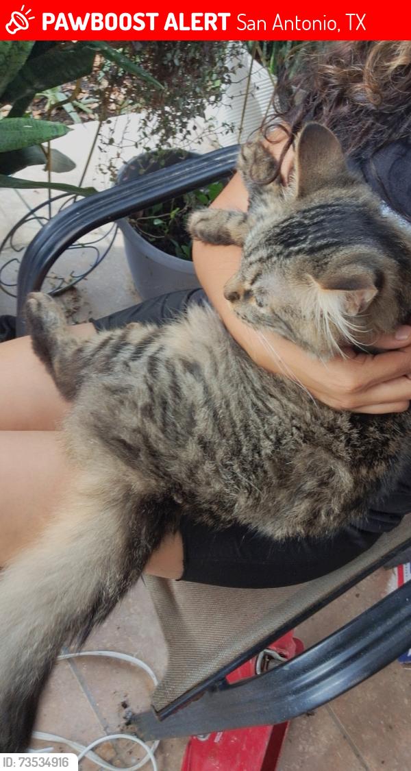 Lost Male Cat last seen 34th st, San Antonio, TX 78237