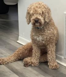 Lost Male Dog last seen 69th Mitchell, West Allis, WI 53219