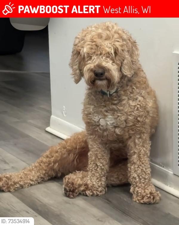Lost Male Dog last seen 69th Mitchell, West Allis, WI 53219