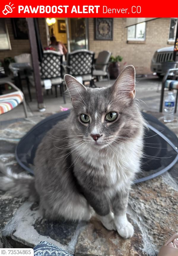 Lost Male Cat last seen Louisiana and Dale, Denver, CO 80219