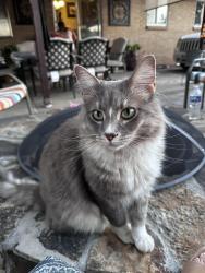 Lost Male Cat last seen Louisiana and Dale, Denver, CO 80219