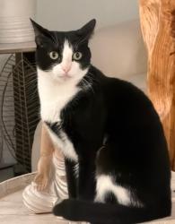 Lost Male Cat last seen Palamos circle, fort Myers 33905, Fort Myers, FL 33905