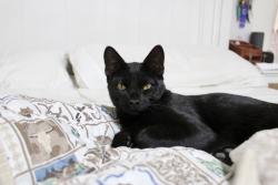 Reunited Male Cat last seen Marshall and Mississippi ave, Lakewood, CO 80226