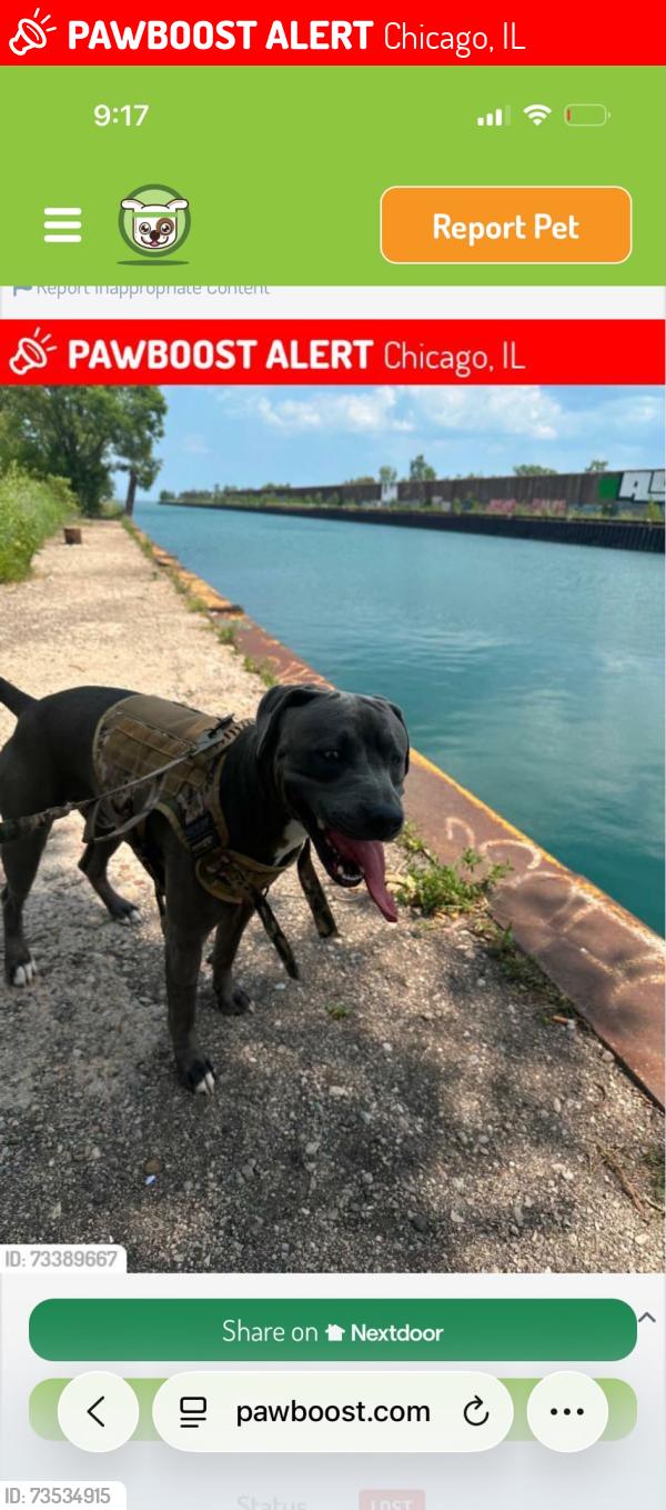 Lost Male Dog last seen Near, Chicago, IL 60617