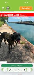 Lost Male Dog last seen Near, Chicago, IL 60617