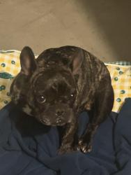 Found/Stray Female Dog last seen W. Stockton Blvd. and Wooded Brook Way, Elk Grove, CA 95758