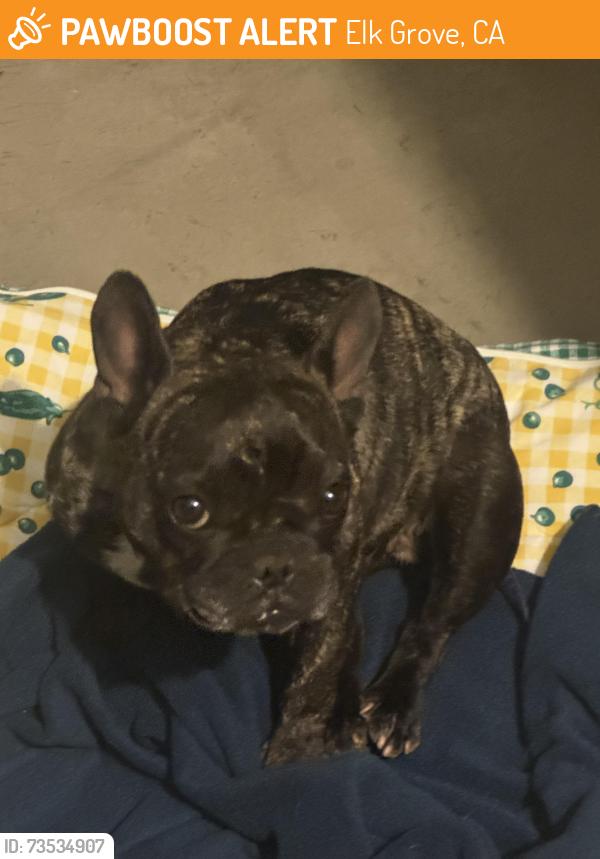 Found/Stray Female Dog last seen W. Stockton Blvd. and Wooded Brook Way, Elk Grove, CA 95758