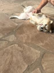 Found/Stray Female Dog last seen Fox Glen & Acacia hill, Diamond Bar, CA 91765