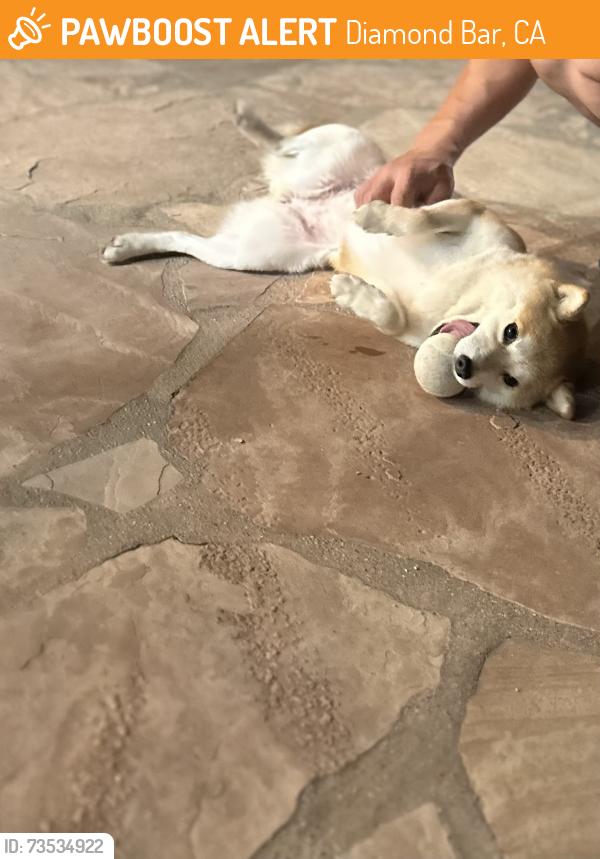 Found/Stray Female Dog last seen Fox Glen & Acacia hill, Diamond Bar, CA 91765