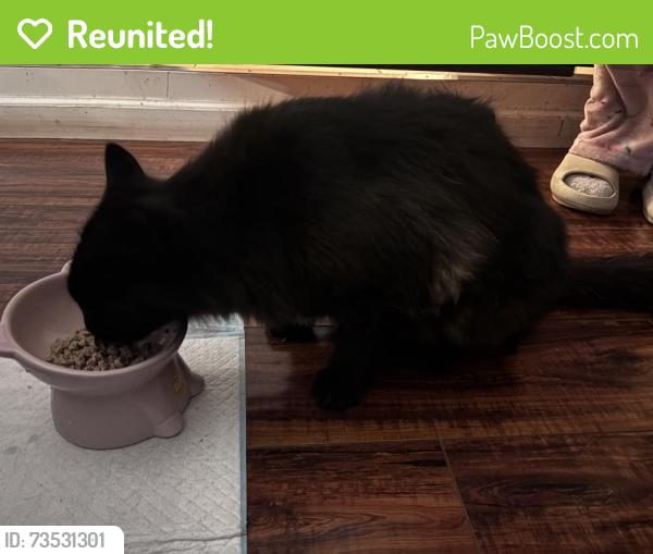 Reunited Male Cat last seen Brookvale elementary, Fremont, CA 94536