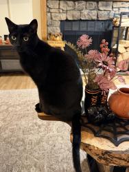 Reunited Male Cat last seen Reservoir Ceylon, Aurora, CO 80013