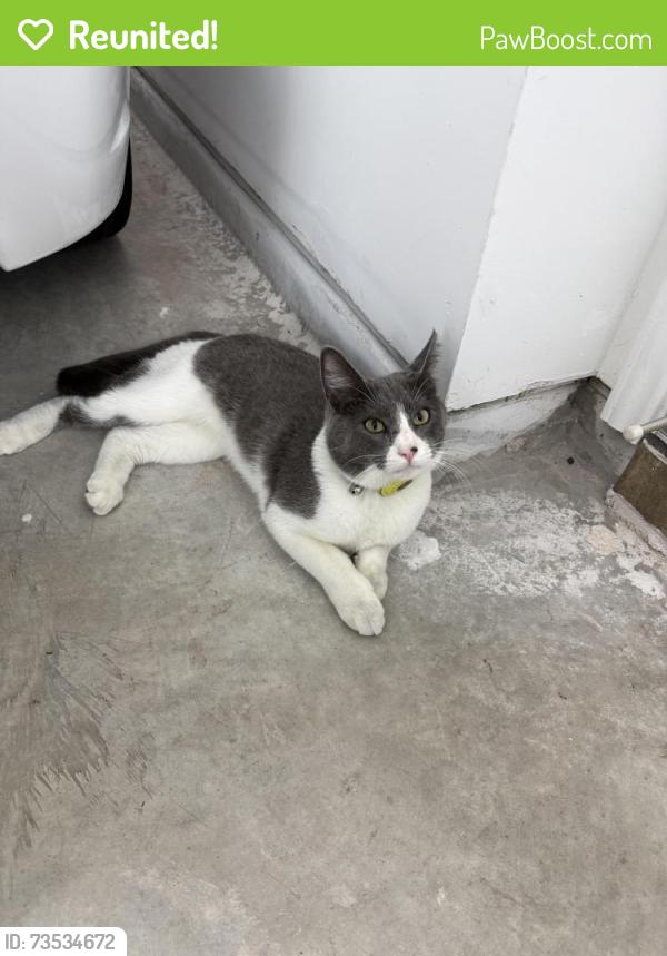 Reunited Unknown Cat last seen Near saffron field ln spring Texas 77373, Spring, TX 77373