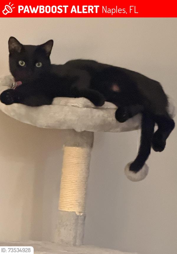 Lost Male Cat last seen Immokalee Rd across from Gulf Coast High School, Naples, FL 34119