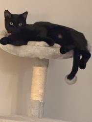 Lost Male Cat last seen Immokalee Rd across from Gulf Coast High School, Naples, FL 34119