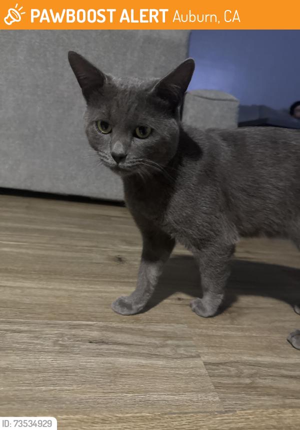 Found/Stray Male Cat last seen quartz dr, Auburn, CA 95603