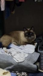 Reunited Male Cat last seen Florida and Homedale, Caldwell, ID 83607
