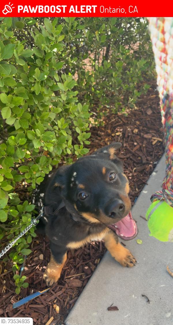 Lost Male Dog last seen Berlyn elementary, Ontario, CA 91764