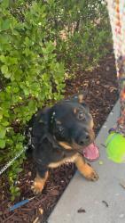 Lost Male Dog last seen Berlyn elementary, Ontario, CA 91764
