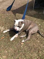 Lost Male Dog last seen Near Jernigan rd pace florida, Pace, FL 32571