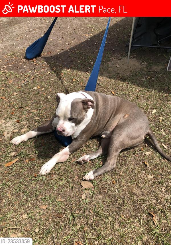 Lost Male Dog last seen Near Jernigan rd pace florida, Pace, FL 32571
