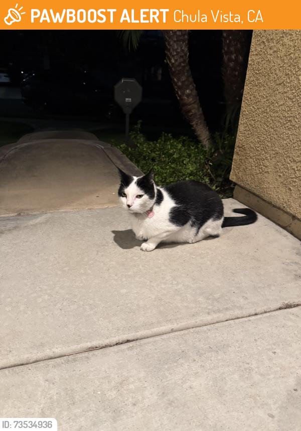 Found/Stray Unknown Cat last seen Heritage Park, Chula Vista, CA 91913