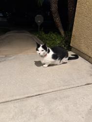 Found/Stray Unknown Cat last seen Heritage Park, Chula Vista, CA 91913