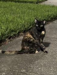 Found/Stray Unknown Cat last seen Blacksmith Drive and Stable Drive, Orlando, FL 32837