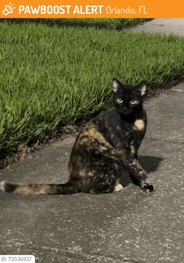 Found/Stray Unknown Cat last seen Blacksmith Drive and Stable Drive, Orlando, FL 32837