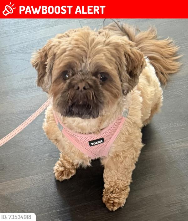 Lost Female Dog last seen Petco an Dardeen Praire, Lake Saint Louis, MO 63367