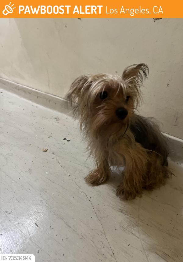 Found/Stray Female Dog last seen potomac and hillcrest, Los Angeles, CA 90008