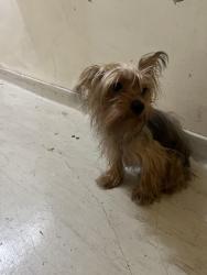 Found/Stray Female Dog last seen potomac and hillcrest, Los Angeles, CA 90008