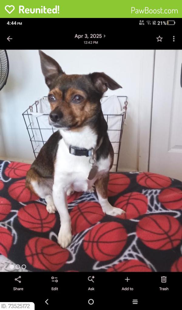 Reunited Male Dog last seen K Street, Lincoln, CA 95648