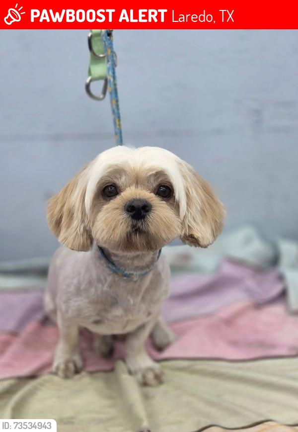 Lost Female Dog last seen Shiloh Crossing, Laredo, TX 78045
