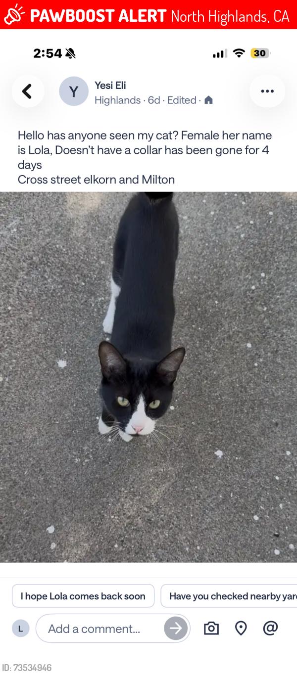 Lost Female Cat last seen Elkhorn blvd and watt ave, North Highlands, CA 95660