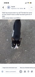Lost Female Cat last seen Elkhorn blvd and watt ave, North Highlands, CA 95660