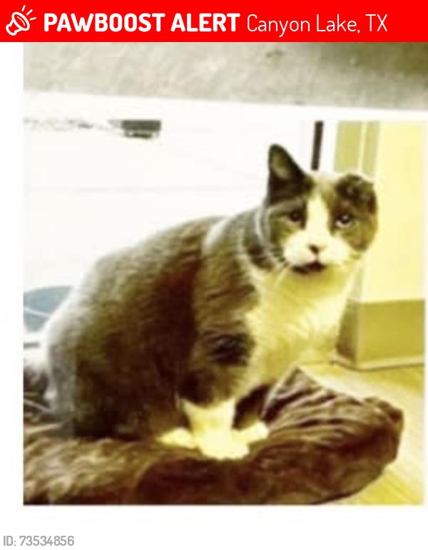 Lost Male Cat last seen High dr, Canyon Lake, TX 78070