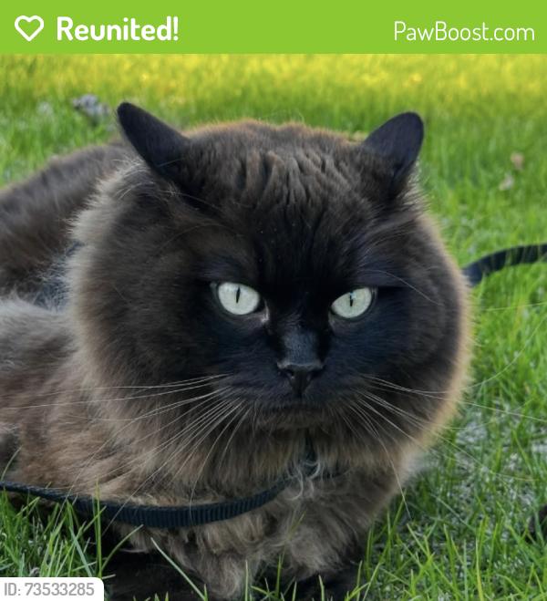 Reunited Male Cat last seen Crestview Drive and North Crestview Terrace Bigfork, Bigfork, MT 59911