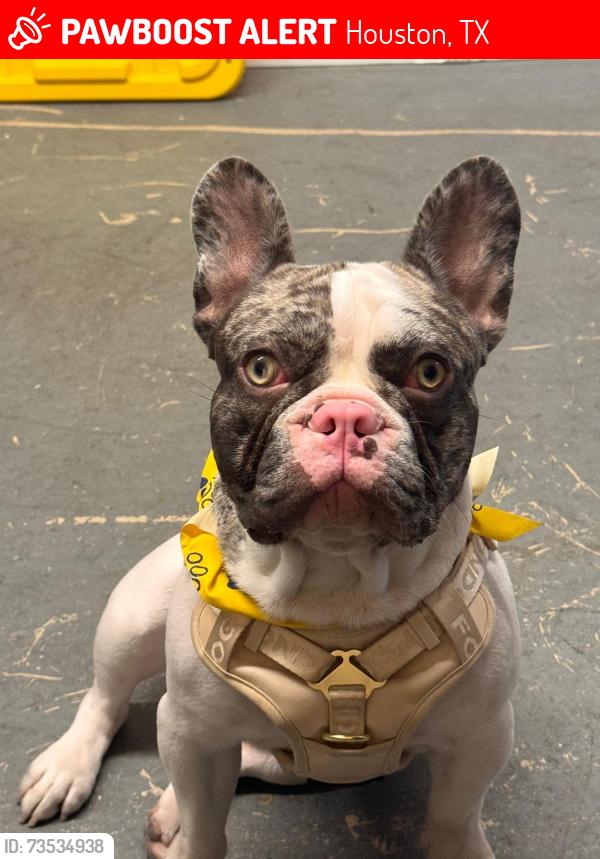 Lost Male Dog last seen Springrock rockhurst spring valley rd, Houston, TX 77080