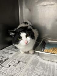 Shelter Stray Male Cat last seen , West Valley Animal Shelter, 20655 Plummer St, Chatsworth, CA 91311, USA